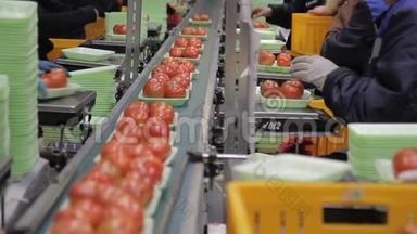 在工厂内的托盘中<strong>包装</strong>新鲜西红柿的工人。